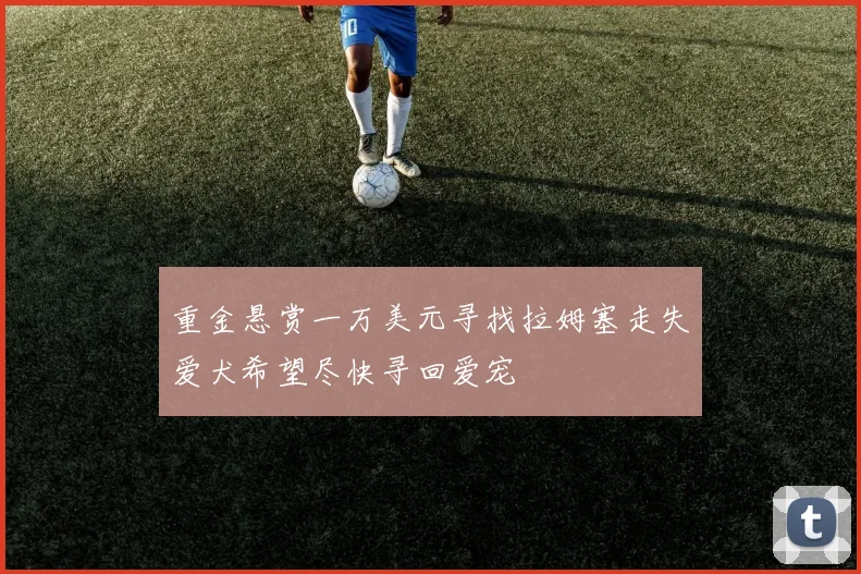 重金悬赏一万美元寻找拉姆塞走失爱犬希望尽快寻回爱宠